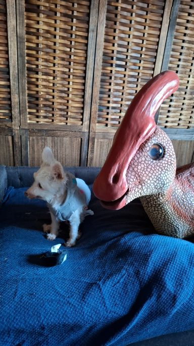 Kammli und kleine Freunden