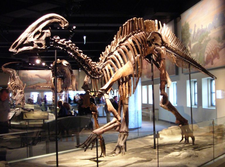 Parasaurolophus Parasaurolophus