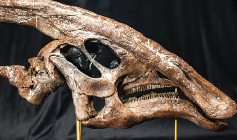 Parasaurolophus Parasaurolophus